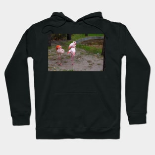 Pink and red flamingo Hoodie